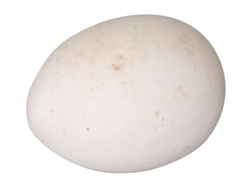 CLAY NESTING EGG FOR PIGEON